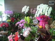 「Ｆｌｏｒｉｓｔ　樹のや」　（千葉県千葉市若葉区）の花屋店舗写真4